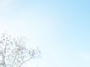 Rental Mas Blanc Des Alpilles